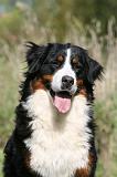 BOUVIER BERNOIS 483